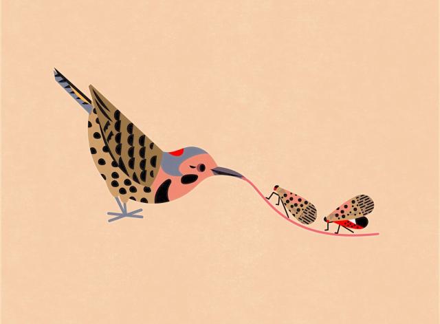 Northern Flicker with its tongue extended like a red carpet to two spotted lanternflies walking on it