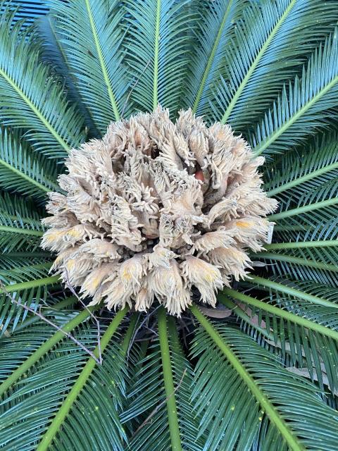 Large dark green palm leaved plant viewed from above, with soft looking round flowering part in the centre, looks like a floor mop. Small red seed just visible.
