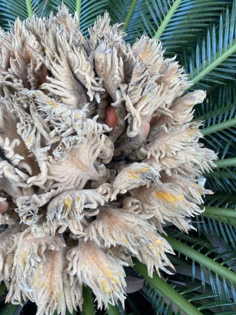 Close up of flowering part, red seed visible, looks even more like a woolly floor mop.