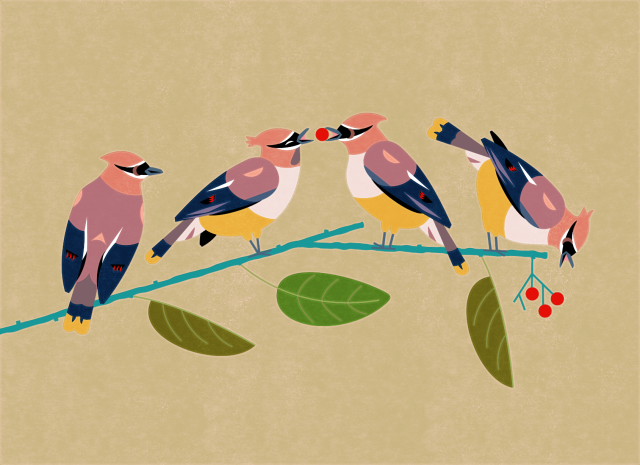 Flat illustration of four Cedar Waxwings on a branch passing down four berries in a chain. Every waxwing gets a berry! 