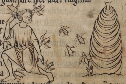 A 12th century illumnation shows a swarm of bees exiting their skep and following their beekeeper.