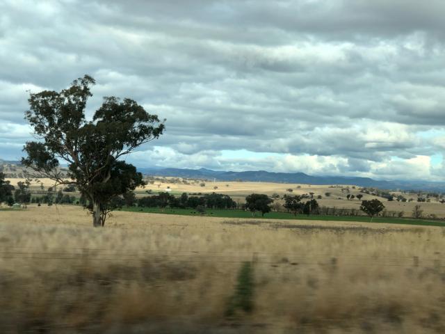 Brown grass fields with the odd patch of green. A loan tree in the middle foreground. 