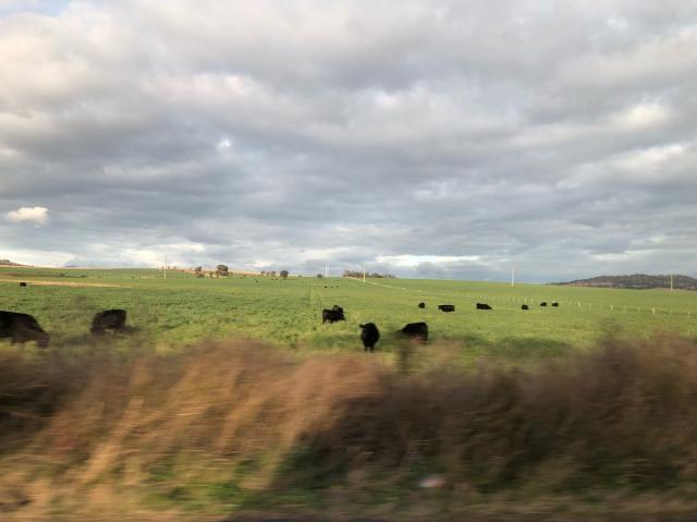 A herd of black angus cattle in a green field