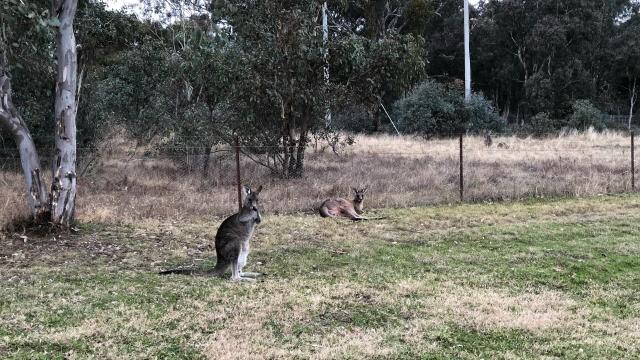 Two grey kangaroos on the grass outside the Mulligan’s Flat fence. The nearer one is standing upright while the one in the middle of the photo is laying on its side. Both are looking at the camera. 