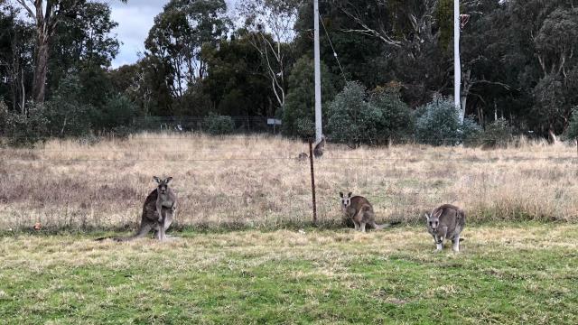 Three grey kangaroos in the foreground and two more behind the fence further away. 