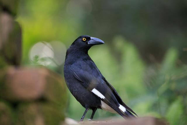 A Pied Currawong poses on top of my pizza oven. 
A mostly black, medium size bird that resembles a Magpie or Corvid. Long pointy strong beak, yellow beady eyes, white patches on the wings, tail and rump. 