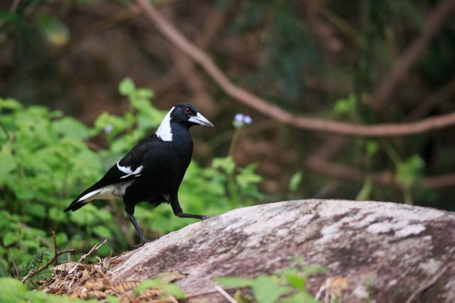 Australian Magpie, walking up a small granite rock. This medium sized bird is mostly black, with larger white patches on the neck and rump, and smaller patches on the wings. It has a light grey pointy beak, and brown eyes. 