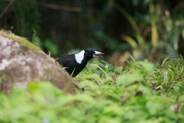 Australian Magpie,  eating a worm it has just caught. This medium sized bird is mostly black, with larger white patches on the neck and rump, and smaller patches on the wings. It has a light grey pointy beak, and brown eyes. 