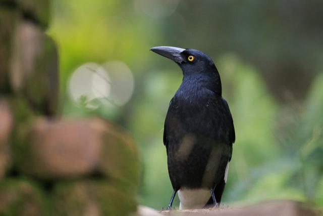 A Pied Currawong poses on top of my pizza oven. 
A mostly black, medium size bird that resembles a Magpie or Corvid. Long pointy strong beak, yellow beady eyes, white patches on the wings, tail and rump. 