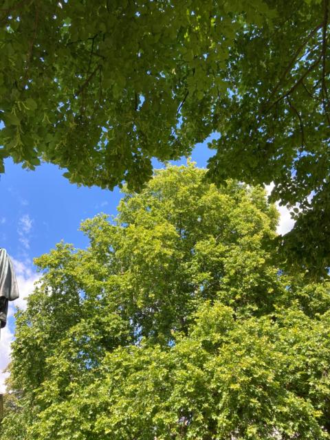 Looking up into the tree canopy with a blue sky