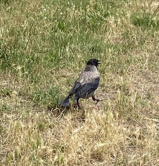 Crow in grass
