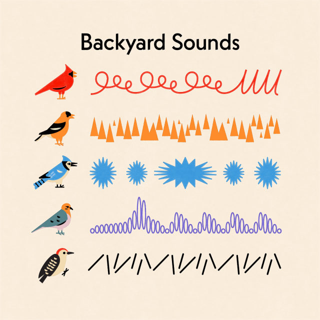 A chart titled "Backyard Sounds" featuring a Cardinal, Goldfinch, Blue Jay, Mourning Dove, and Red-bellied woodpecker. Various abstract lines and shapes depict the vocalizations of the birds. 