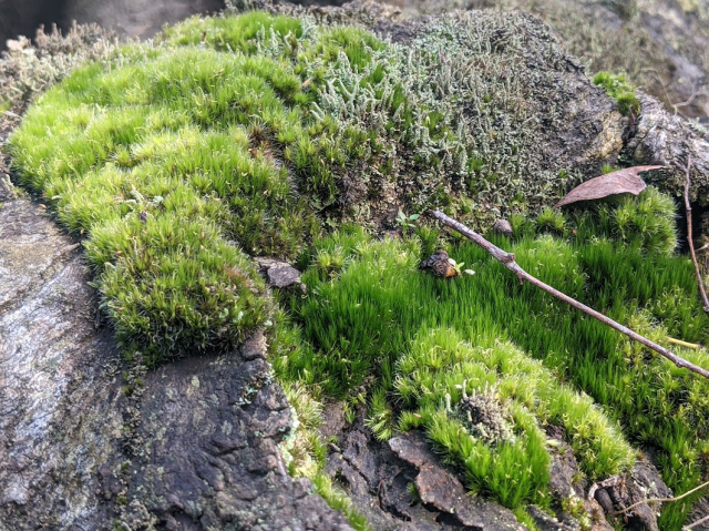 Close up of some moss growing on a log.