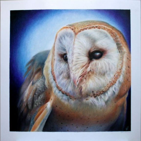 A colored pencil portrait of the head & upper torso of a barn owl, offset to the right with its face turned a little to the left. It is square in format with an inch of white paper around the edges of the drawing.