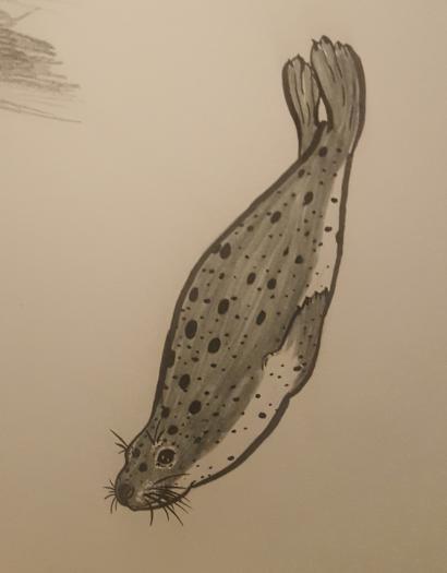 A diving harbor seal.