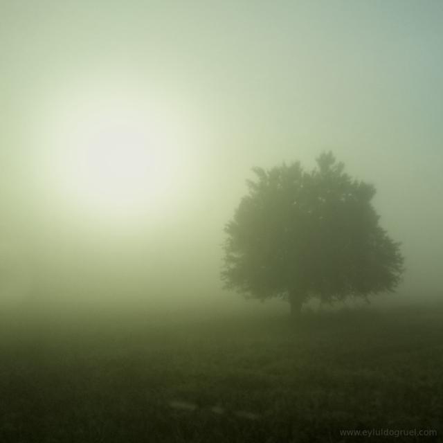 tree and sun through the fog