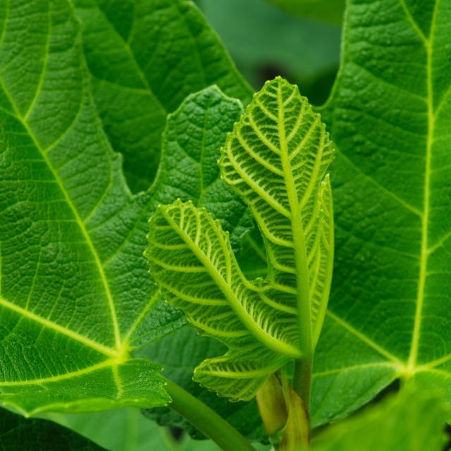 One leaf displaying the veins on its underside against a background of other leaves.