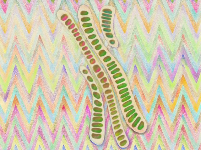 The same zigzag design with a foreground image added. It's four long curvy shapes, trying to evoke the feeling of being pulled, like sugar or taffy. They are all off-white with brown and green "cells" inside, with some airbrushed drop shadows to give them definition against the background.