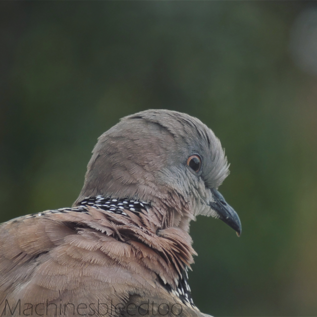 A photo of a close up from behind of a spotted dove (a kind of pigeon.) The backdrop is heavily blurred with greens and browns. The bird is tan in colour, with a band of black with white spots around its neck. Its head is turned to the side, almost facing the viewer. Its feathers are layered and detailed. At this magnification, it almost looks like fur. 