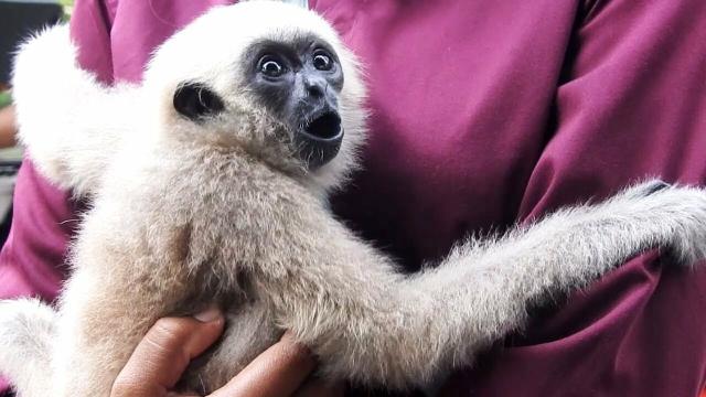 photo of a gibbon being held against a human's torso. the gibbon is embracing the human and looking back over one shoulder, eyes and mouth wide, shoulders up near its ears. on a human, this expression would be one of shock and/or horror.