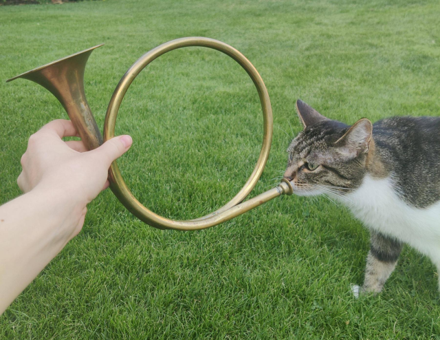 a cat blowing into a curly postal horn. toot!