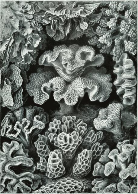 An intricate illustration of corals.
