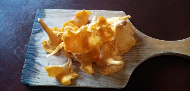 A photograph of come bright yellow chantarelle mushrooms on a wooden chopping board.