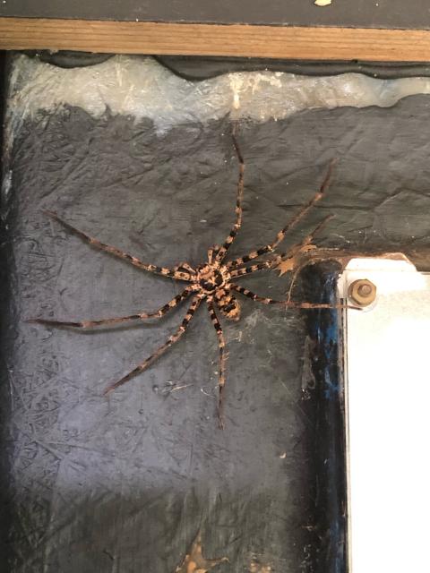 Large huntsman spider