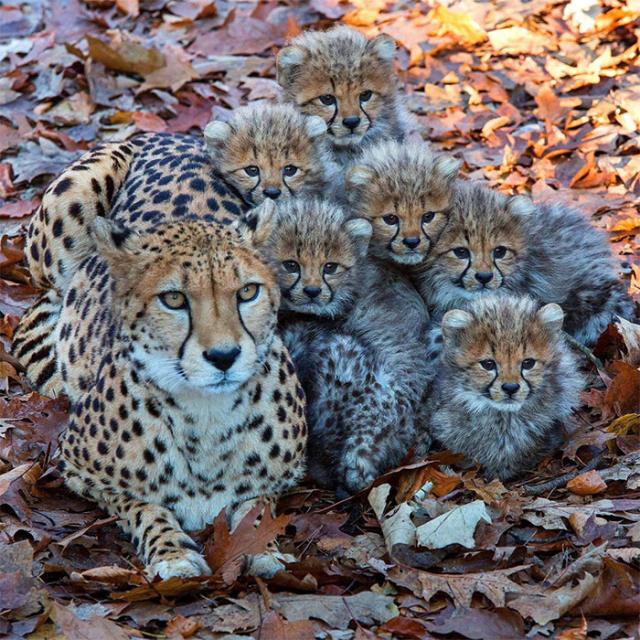 cheetah cubs