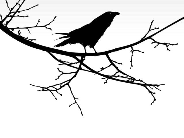 A crow perched in a tree.