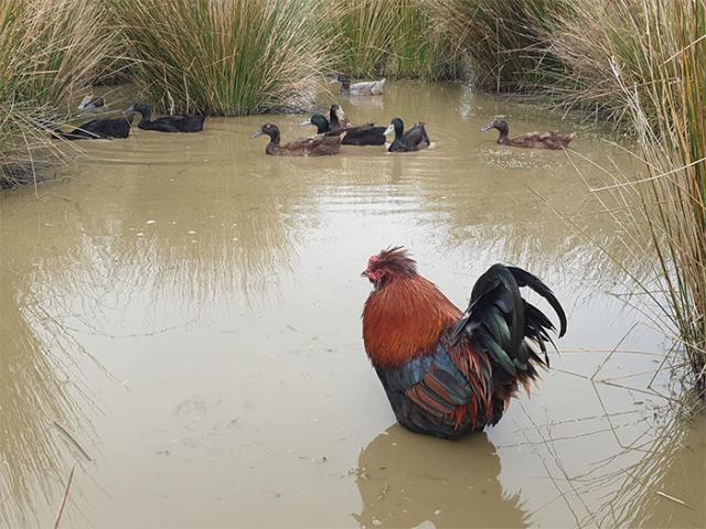 rooster and ducks