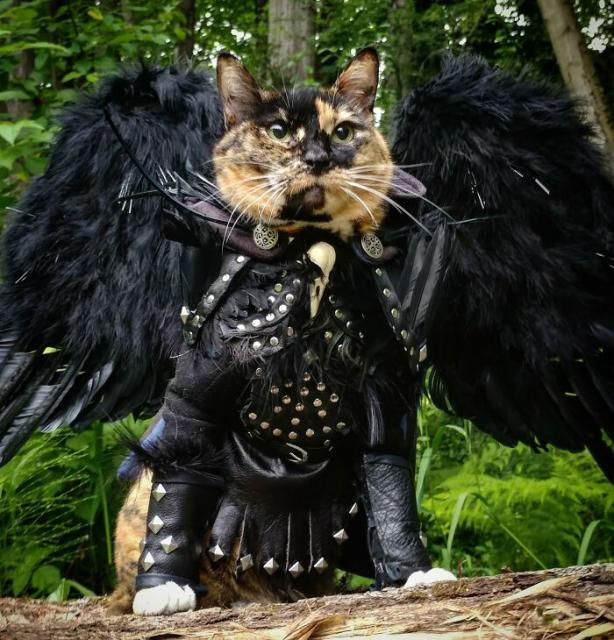 winged cat