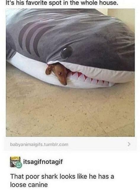 shark pillow