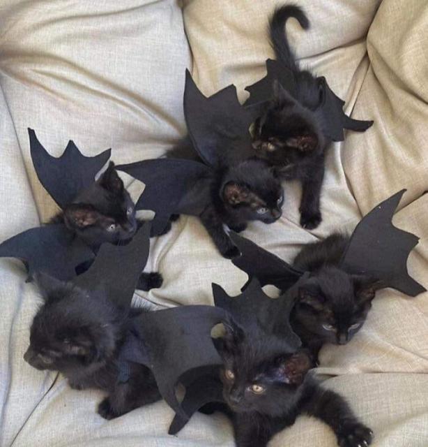 bat kittens