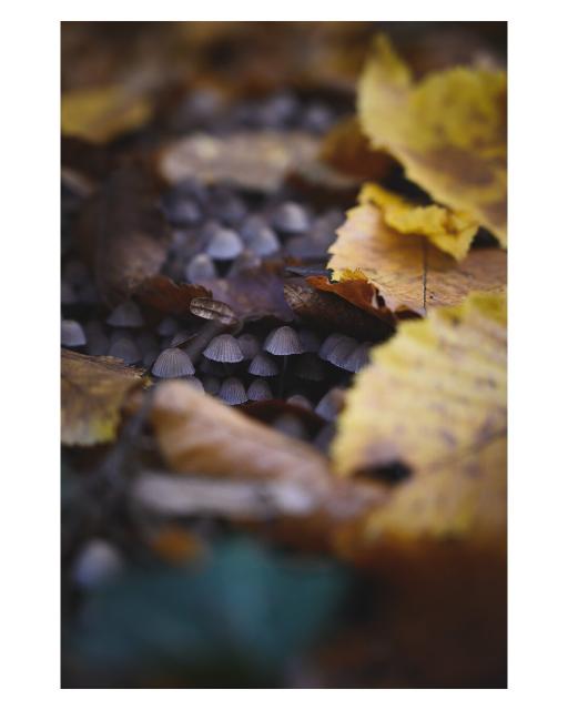 EN: The picture shows a group of tiny mushrooms among fallen leaves.

DE: Das Bild zeigt eine Gruppe von winzigen Pilzen zwischen gefallenen Blättern.