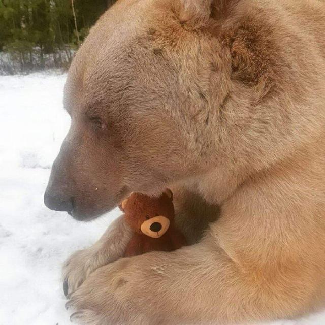 bear and teddy