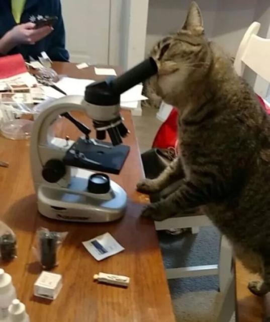 science cat