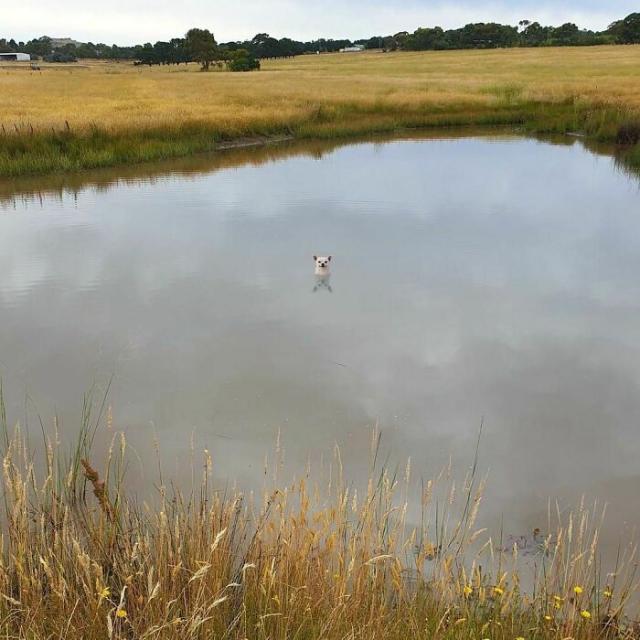 little dog in big pond