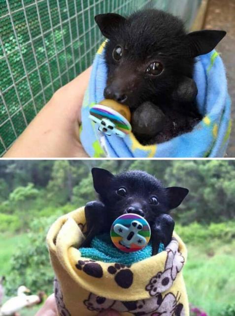 bat with pacifier