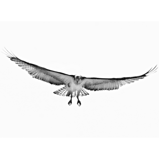 Black and white photo close up of an osprey gliding in for a landing coming right toward me, the photographer.