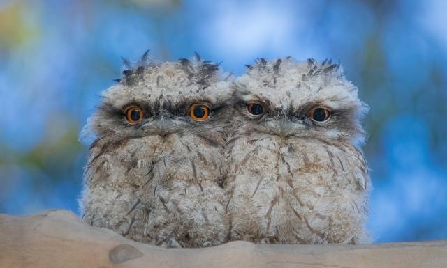 little owls
