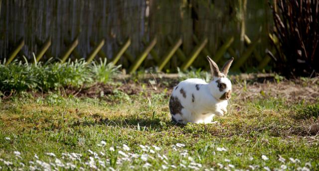 Bild von einem Kaninchen auf einer Wiese mit Gänseblümchen