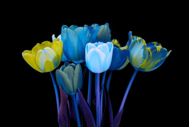 Tulpen von der Seite mit manipulierten Farben in Blau, Gelb und Weiß/blau. Der Hintergrund ist satt schwarz.
