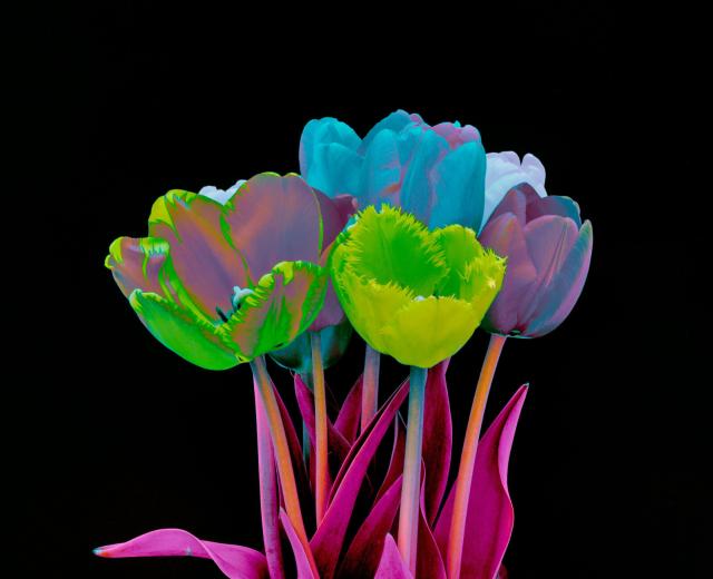 Tulpen von der Seite mit manipulierten Farben in Blau, Rosa und Weiß/blau und Neongrün. Der Hintergrund ist satt schwarz.