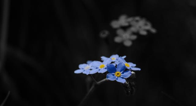 Vergissmeinnicht. Der Hintergrund ist schwarz-weiß gehalten,im Vordergrund die blauen Blüten.