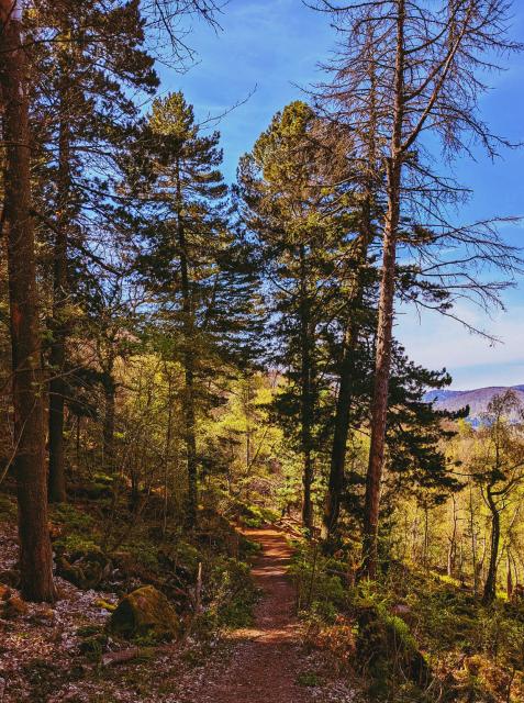 Ein Waldweg mit einigen grünen und einigen verdorrten Bäumen. Die Lichtstimmung ist warm und es scheint die Sonne. Auf dem Boden sieht man noch Blätter vom letzten Herbst.