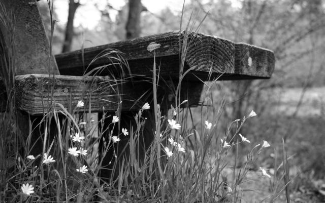 Bild einer Holzbank von unten Seitlich aufgenommen. Davor Gras und weiße Blüten