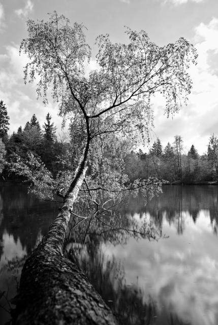 Bild einer krummen Birke die über einen See wächst.