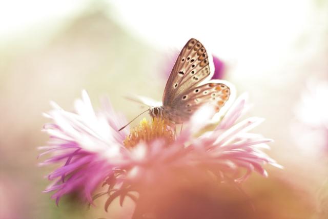 Ein Schmetterling auf einer lila/pinkfarbenen Blüte.