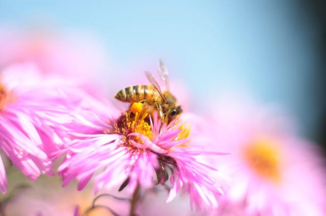 Eine Biene sitzt auf einer Pinken blüte. Die Beine der Biene sind voller Pollen.